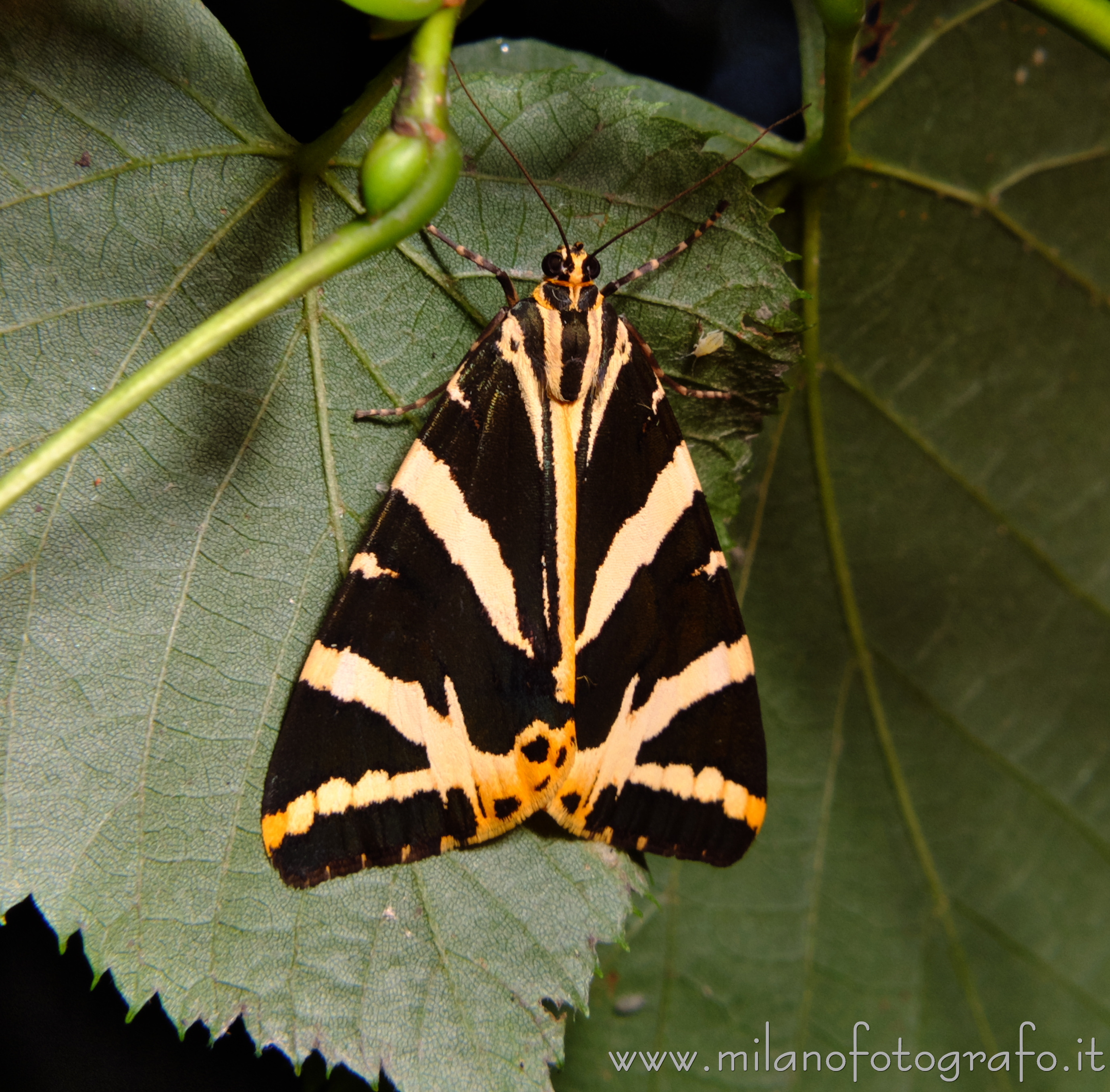 Cadrezzate (Varese) - Euplagia quadripunctaria - Falena dell'edera